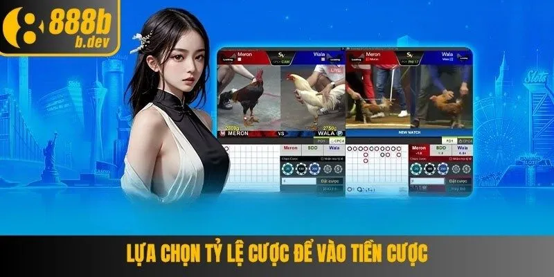 Thời gian trận cá cược chọi gà Campuchia