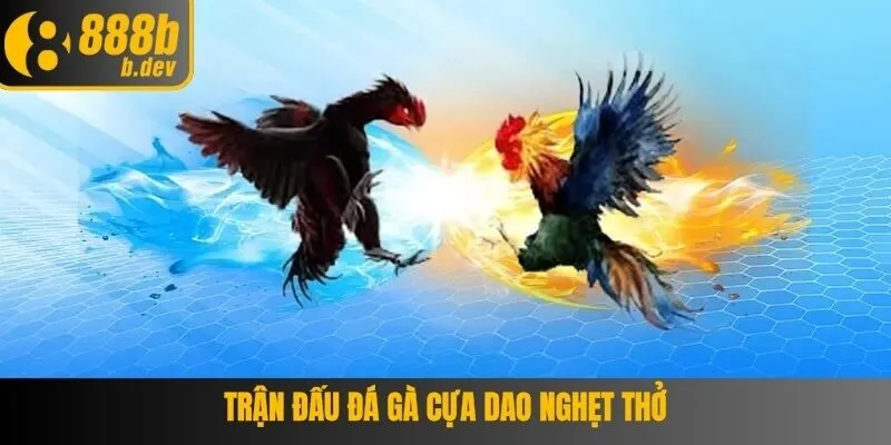 Hình thức thi đấu gà cựa dao kịch tính